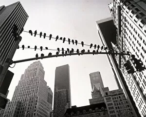 Delicate Gallery: Pigeons sitting on wires