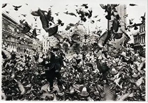 Pigeon Prints: Pigeons Swarm St. Mark's Square