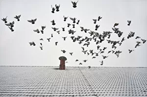 Pigeons taking flight from the snow-covered roof of a barn, Eckenhaid, Eckental, Middle Franconia, Bavaria, Germany