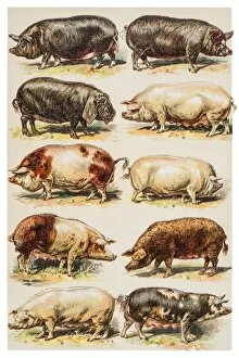 Images Dated 7th June 2015: Pigs breeds engraving 1882