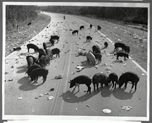 Pigs Milling on Litter-Strewn Road
