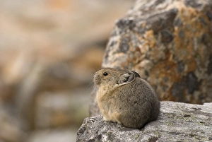 Pika in Jasper National Park Print. Art Prints, Posters & Puzzles