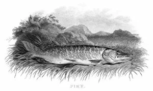 Images Dated 31st May 2015: Pike engraving 1812