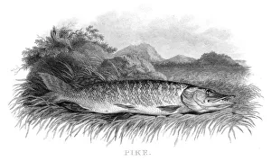 Images Dated 31st May 2015: Pike engraving 1812