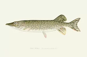 Images Dated 16th July 2016: Pike fish illustration 1899