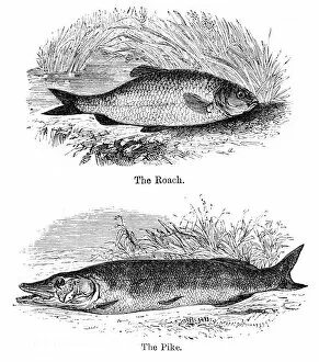Images Dated 15th April 2017: Pike and roach engraving 1878