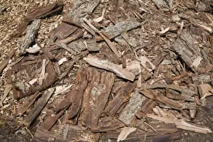 Recycling Prints: Pile of cut cedar tree bark for recycling, Quebec, Canada