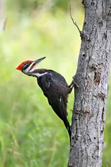 Images Dated 15th August 2014: Pileated Woodpecker