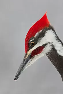 Images Dated 6th March 2011: Pileated Woodpecker