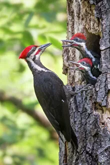 Woodpecker Gallery: Pileated Woodpecker