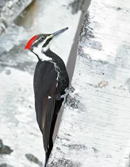 Jim Cumming Photography Gallery: Pileated Woodpecker on birch tree