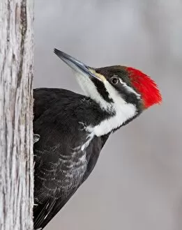 Pileated Woodpecker female (Dryocopus pileatus)