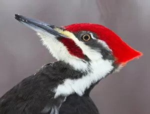 Images Dated 14th December 2013: Pileated Woodpecker profile