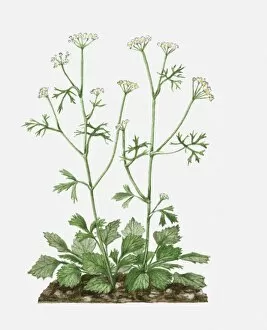Images Dated 21st June 2010: Pimpinella anisum (Aniseed) with white flowers and green leaves on tall stems