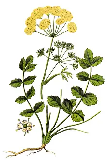 Pimpinella saxifraga, known as burnet-saxifrage, solidstem burnet saxifrage, lesser