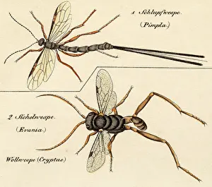 Life Science Prints: Pimpla parasitic wasps, 19 century science illustration