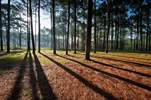 Images Dated 22nd October 2011: Pine forest