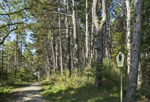Images Dated 17th September 2014: Pine forest -Pinus sylvestris-, nature reserve, former inner German border, green belt