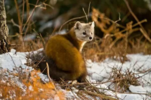 Images Dated 28th December 2015: Pine Marten