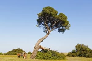 Pine tree on the beach of Olympos, Olimpos Beydaglari National Park, Cirali, Lycia, Province of Antalya, Turkey