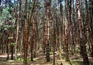 Images Dated 9th July 2015: Pine Tree Forest