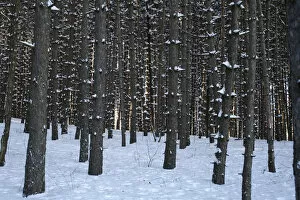 Images Dated 5th January 2013: Pine tree forest in the snow, Shefford, Eastern Townships, Quebec Province, Canada