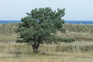 Images Dated 22nd October 2013: Pine tree -Pinus sylvestris-, the Baltic Sea at the back, Darsser Ort