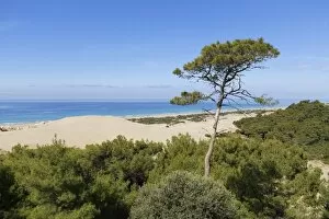 Images Dated 20th April 2013: Pine tree on sand dunes, Lycian coast, Gelemis, Mediterranean Region, Turkey