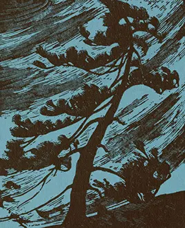 Pine Tree in the Wind