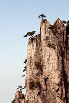 Granite Gallery: Pine trees on Huangshan Mountain, China