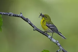 Images Dated 27th August 2018: Pine Warbler (Setophaga pinus)