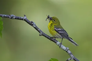 Images Dated 27th August 2018: Pine Warbler (Setophaga pinus)