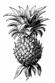 Computer Graphic Collection: The pineapple (Ananas comosus)