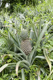 Images Dated 10th November 2012: Pineapple -Ananas comosus- growing in a field, Maligatenna, Sri Lanka