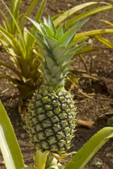 Tropical Fruit Prints: Pineapple -Ananas comosus-, O ahu, Hawaii, United States