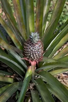 Images Dated 23rd February 2013: Pineapple -Ananas comosus-, plant, Peermade, Kerala, India