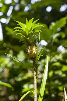 Images Dated 1st April 2013: Pineapple -Ananas comosus-, Sri Lanka