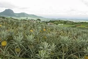 Images Dated 18th March 2013: Pineapple field on tropical island, Les Mariannes, Mauritius, Mauritius
