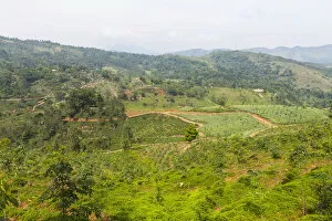 Pineapple fields, Udapalatha, Central Province, Sri Lanka