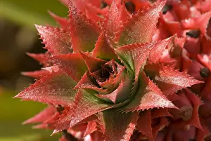 Pointed Prints: Pineapple flower -Ananas comosus-, O ahu, Hawaii, United States