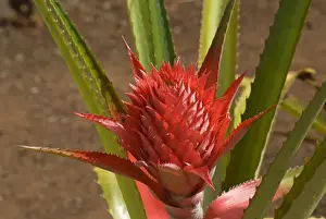 Pointed Prints: Pineapple flower -Ananas comosus-, O ahu, Hawaii, United States