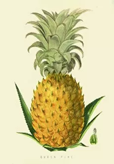 Images Dated 13th July 2016: Pineapple fruit illustration 1874