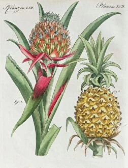 Drawing Collection: Pineapple (pineapple comosus), hand-colored copper engraving from Friedrich Justin