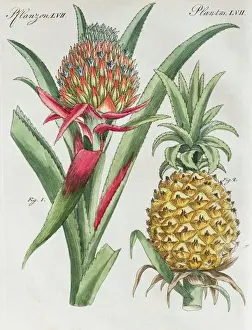 Pineapple (pineapple comosus), hand-colored copper engraving from Friedrich Justin
