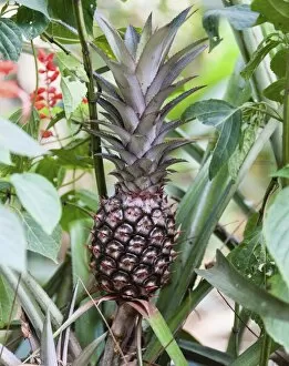 Images Dated 5th April 2012: Pineapple plant with fruit -Ananas comosus-, Kumily, Kerala, India