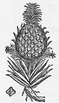 Pineapple Prints: Pineapple Woodcut From 1587