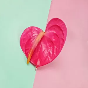 Images Dated 14th February 2017: Pink anthurium on color blocked background