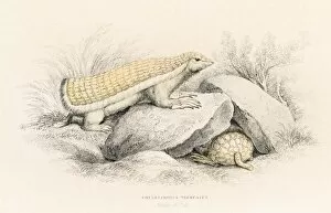 Images Dated 27th May 2015: Pink armadillo engraving 1855