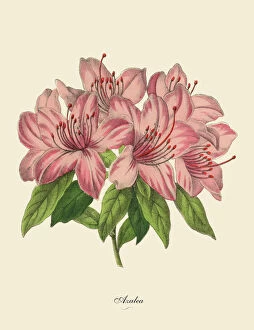 Images Dated 24th March 2016: Pink Azalea Plant, Victorian Botanical Illustration
