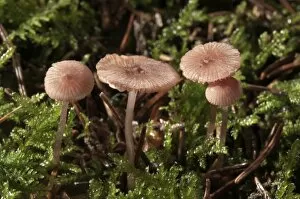 Images Dated 14th October 2012: Pink Bonnet -Mycena rosella-, Untergroeningen, Baden-Wuerttemberg, Germany, Europe